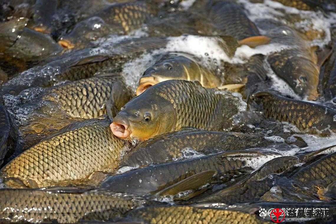 鲤鱼吸水与会夹的区别要点解析