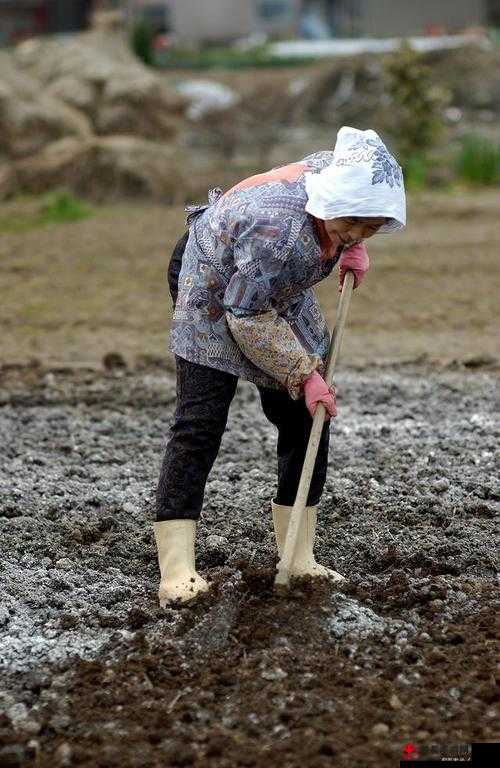 耕耘大婶的肥沃土地：辛勤劳作的成果