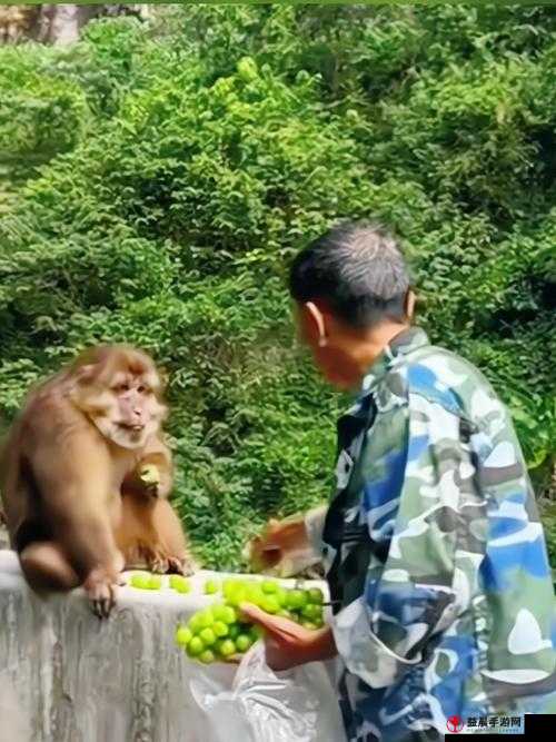 打扑生猴子：奇妙的冒险之旅