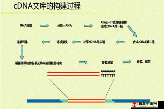 RNA 与 cDNA 杂交技术的应用与研究