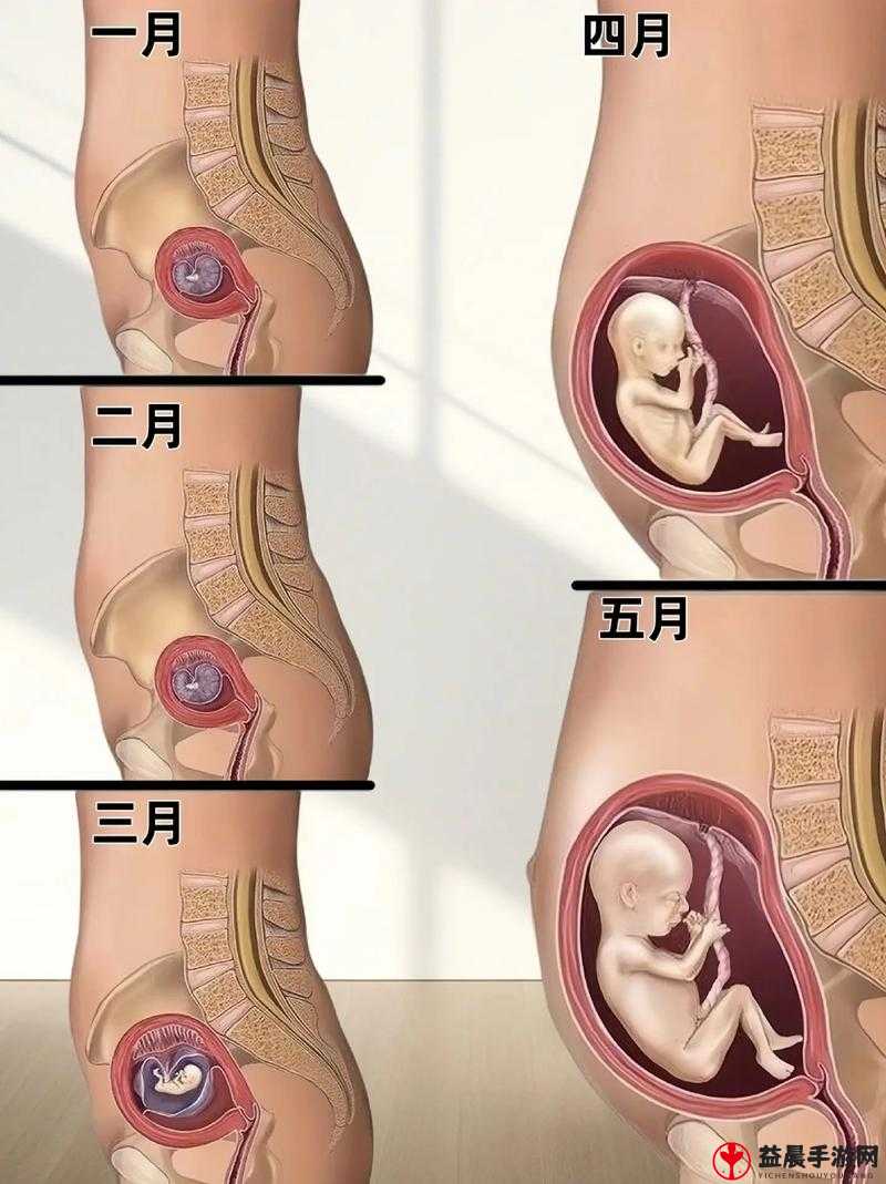 孕期好爽好紧别夹：感受孕期的奇妙体验