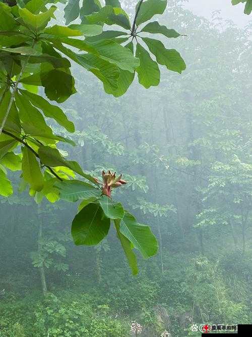 珊瑚岛果树是否需要浇水：探讨植被生长的关键因素