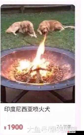 整点阳间的东西是什么梗：网络热梗大揭秘