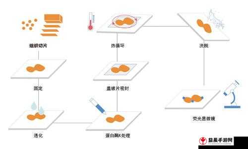 rnascope 原位杂交技术及应用探讨