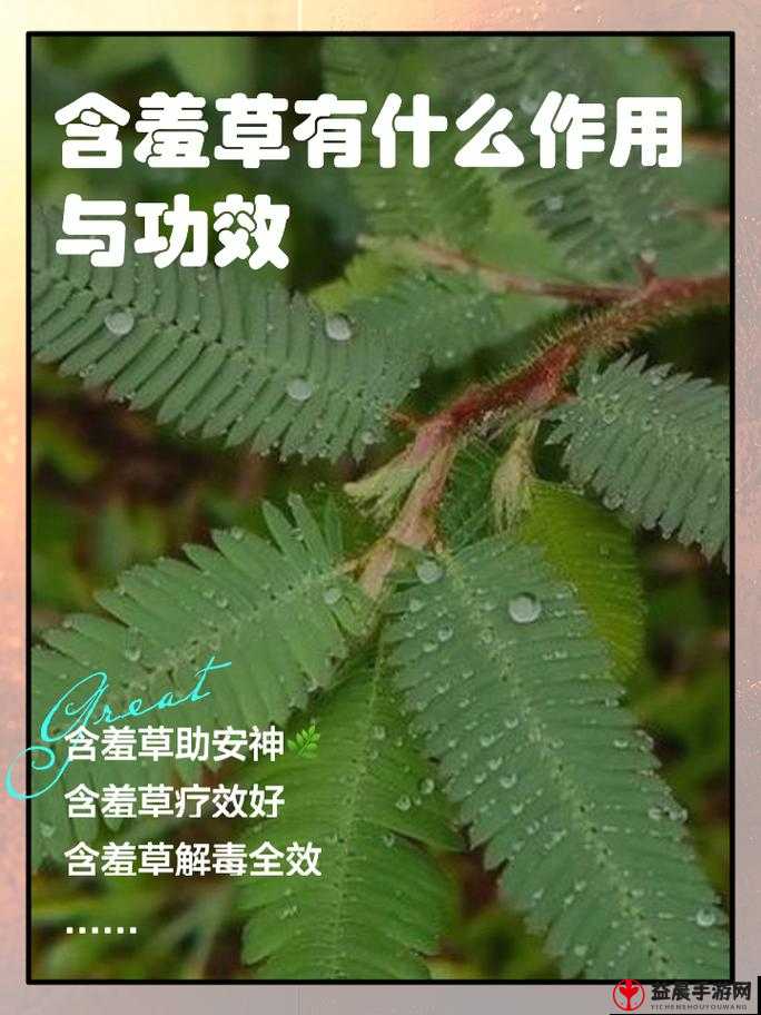 含羞草一路二路三路：探寻其独特魅力